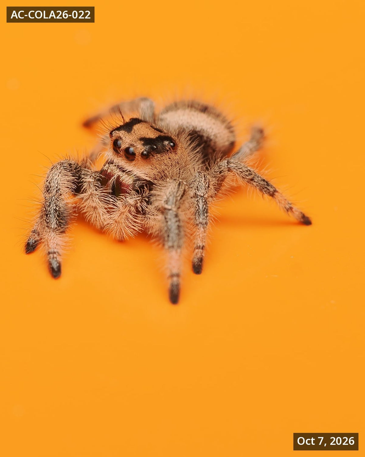 Royal (Phidippus regius) AC-COLA26-022 - Arthropods Canada
