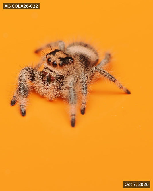 Royal (Phidippus regius) AC-COLA26-022 - Arthropods Canada