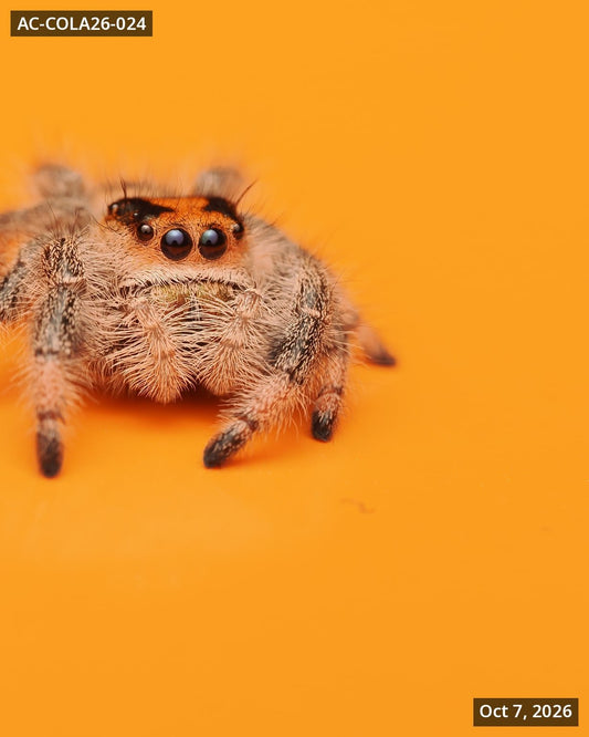 Royal (Phidippus regius) AC-COLA26-024 - Arthropods Canada