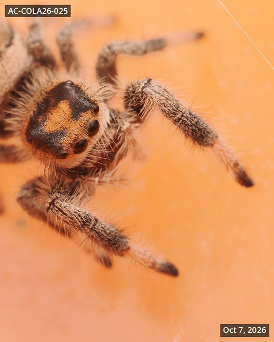 Royal (Phidippus regius) AC-COLA26-025 - Arthropods Canada