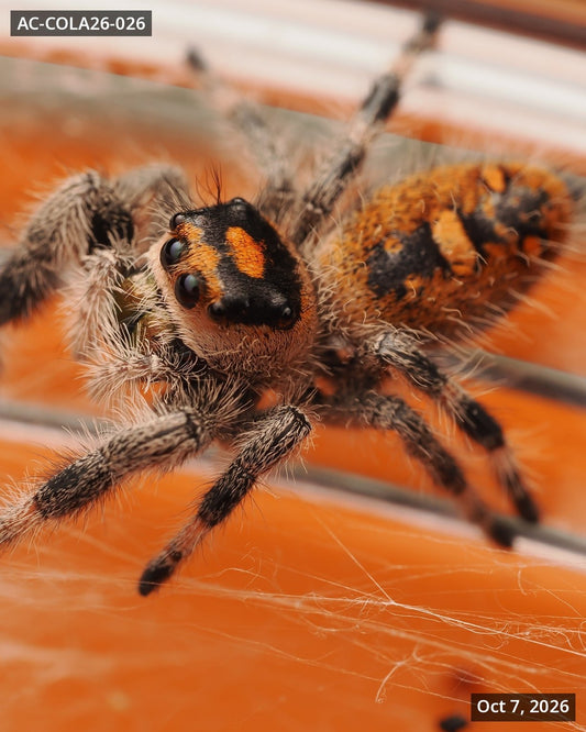Royal (Phidippus regius) AC-COLA26-026 - Arthropods Canada