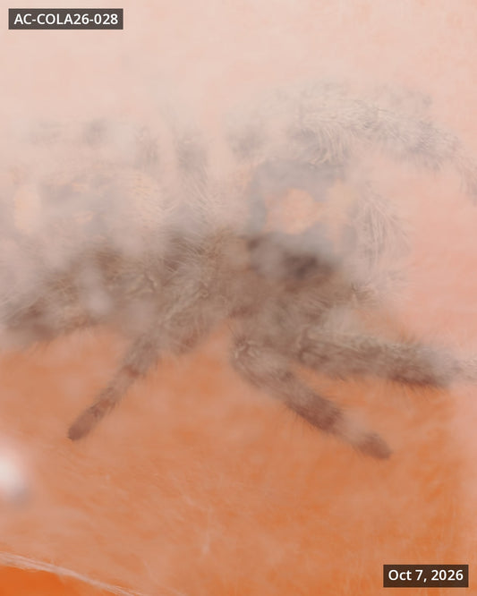 Royal (Phidippus regius) AC-COLA26-028 - Arthropods Canada