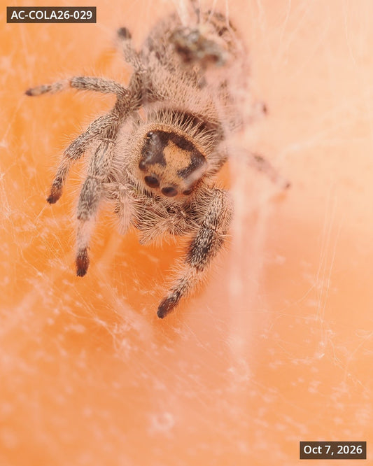 Royal (Phidippus regius) AC-COLA26-029 - Arthropods Canada