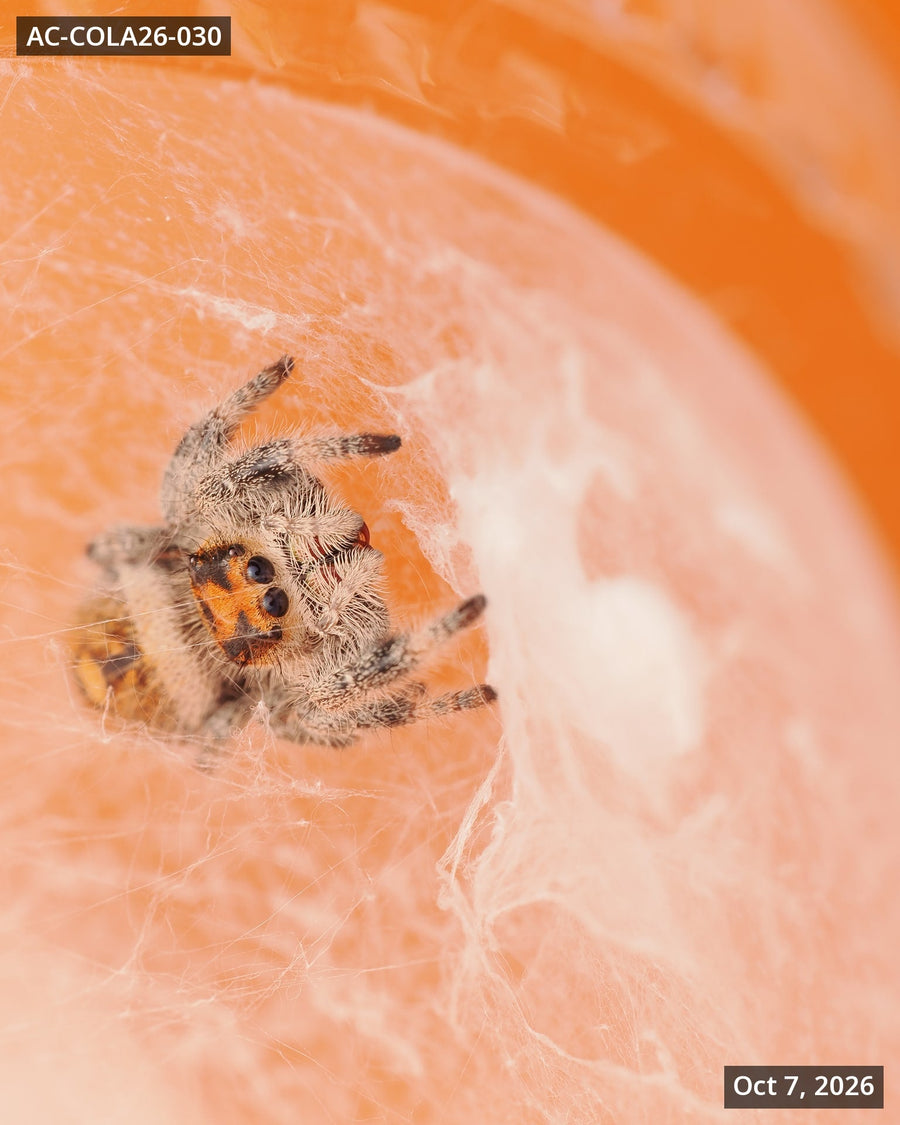 Royal (Phidippus regius) AC-COLA26-030 - Arthropods Canada