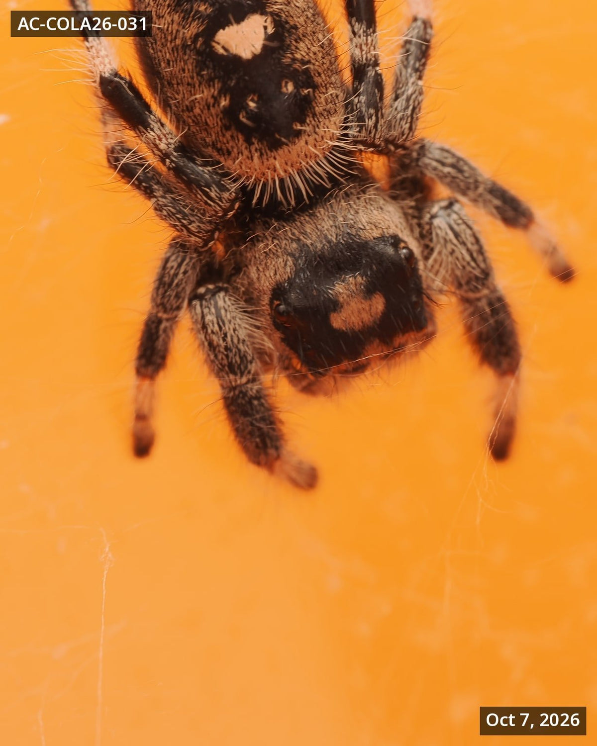 Royal (Phidippus regius) AC-COLA26-031 - Arthropods Canada