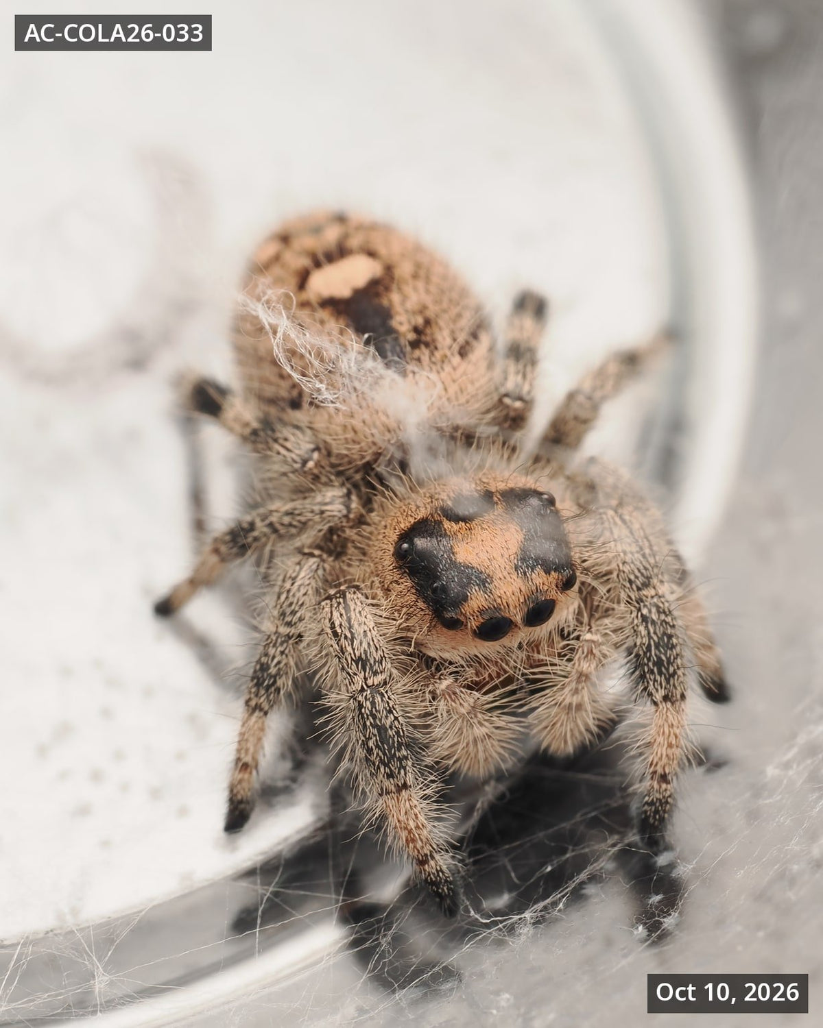 Royal (Phidippus regius) AC-COLA26-033 - Arthropods Canada