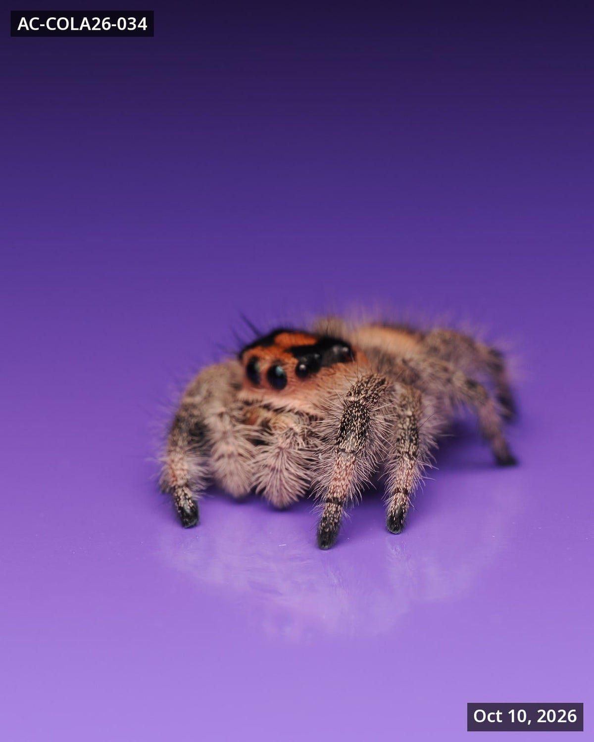 Royal (Phidippus regius) AC-COLA26-034 - Arthropods Canada