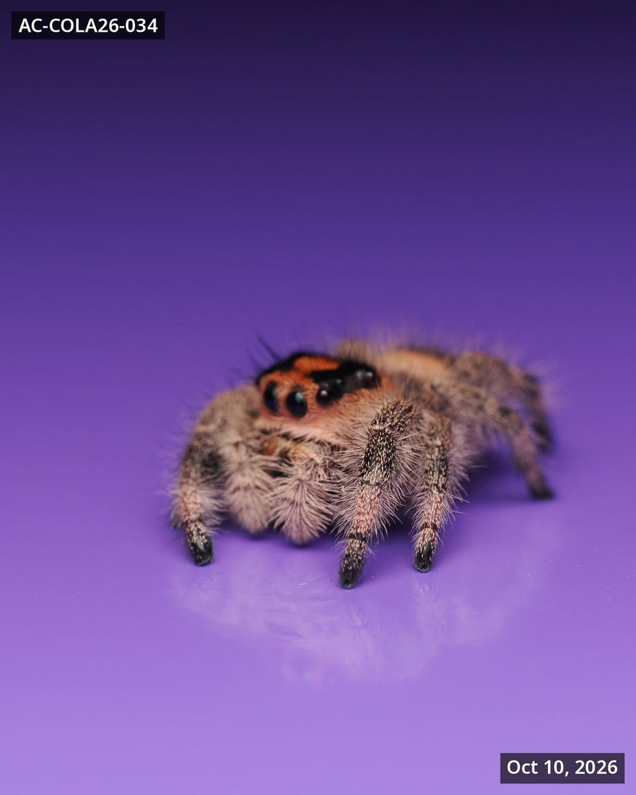 Royal (Phidippus regius) AC-COLA26-034 - Arthropods Canada