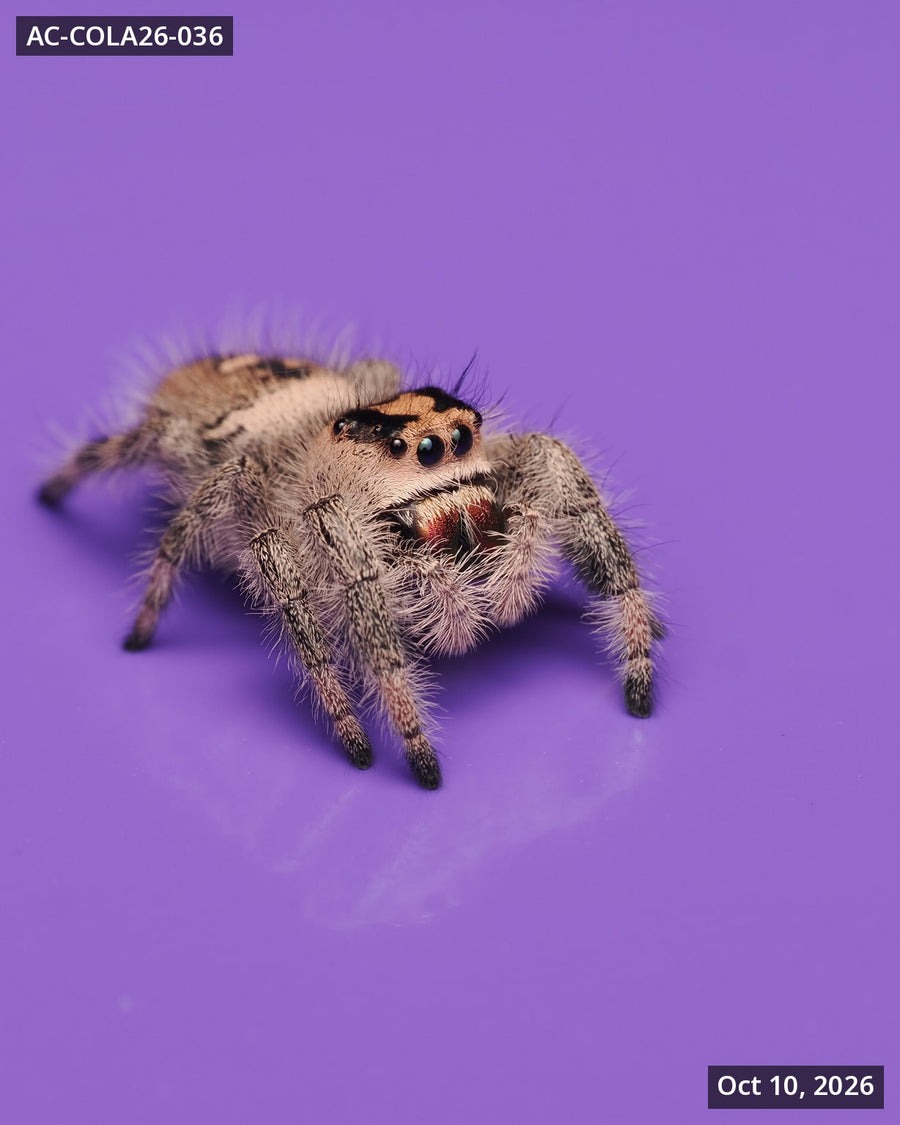 Royal (Phidippus regius) AC-COLA26-036 - Arthropods Canada