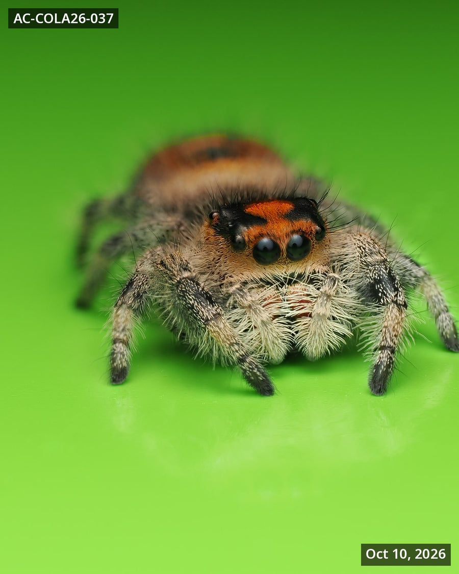 Royal (Phidippus regius) AC-COLA26-037 - Arthropods Canada