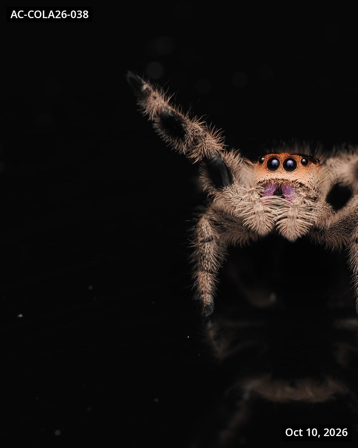 Royal (Phidippus regius) AC-COLA26-038 - Arthropods Canada