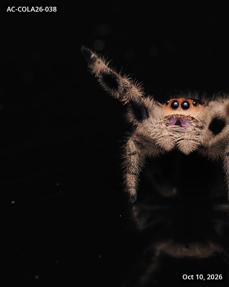 Royal (Phidippus regius) AC-COLA26-038 - Arthropods Canada