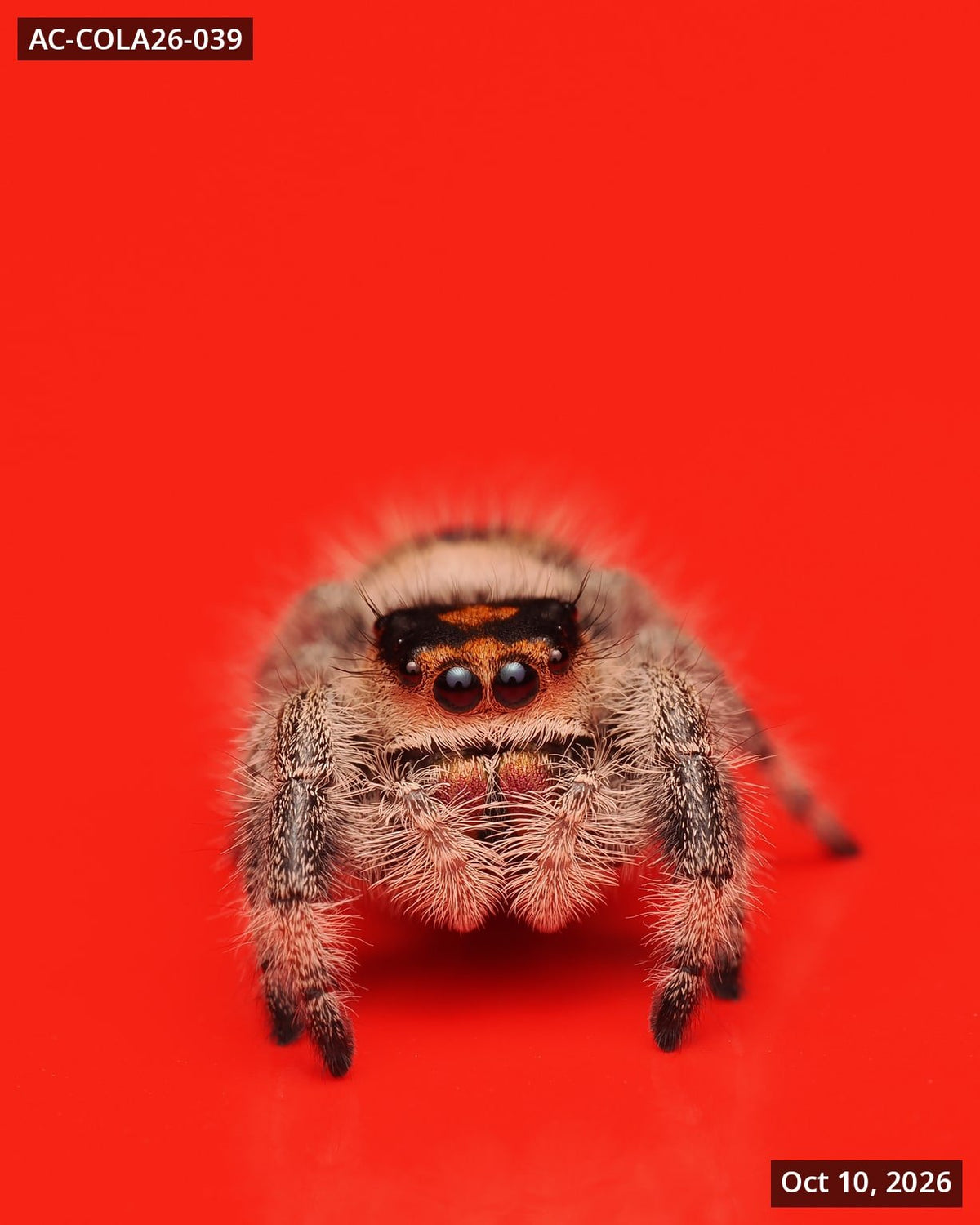 Royal (Phidippus regius) AC-COLA26-039 - Arthropods Canada