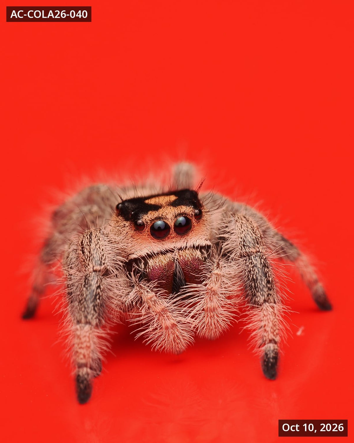 Royal (Phidippus regius) AC-COLA26-040 - Arthropods Canada