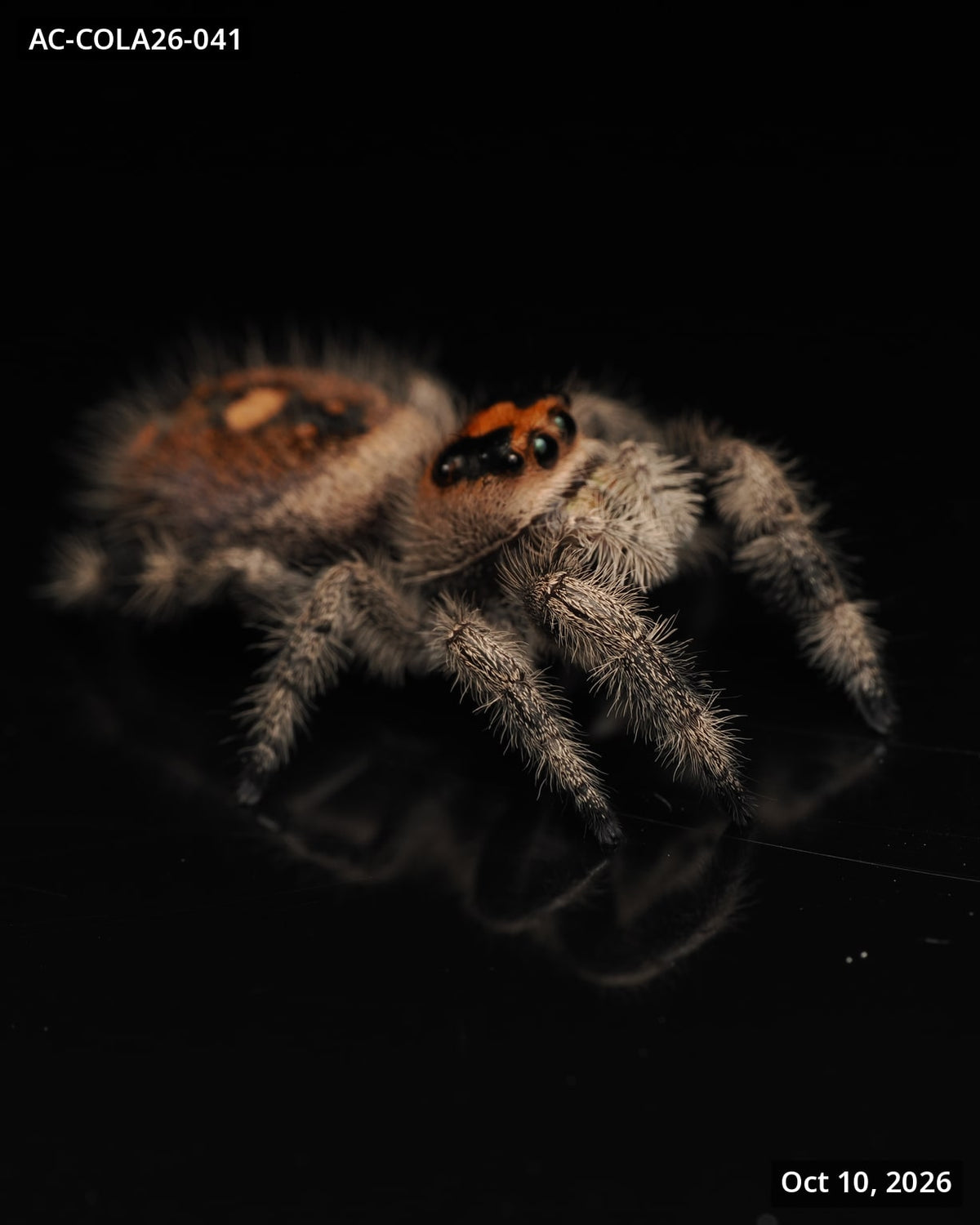 Royal (Phidippus regius) AC-COLA26-041 - Arthropods Canada