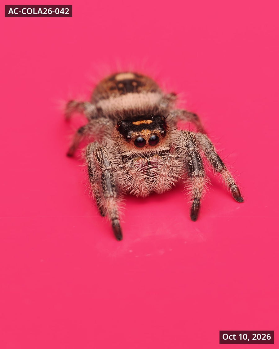 Royal (Phidippus regius) AC-COLA26-042 - Arthropods Canada