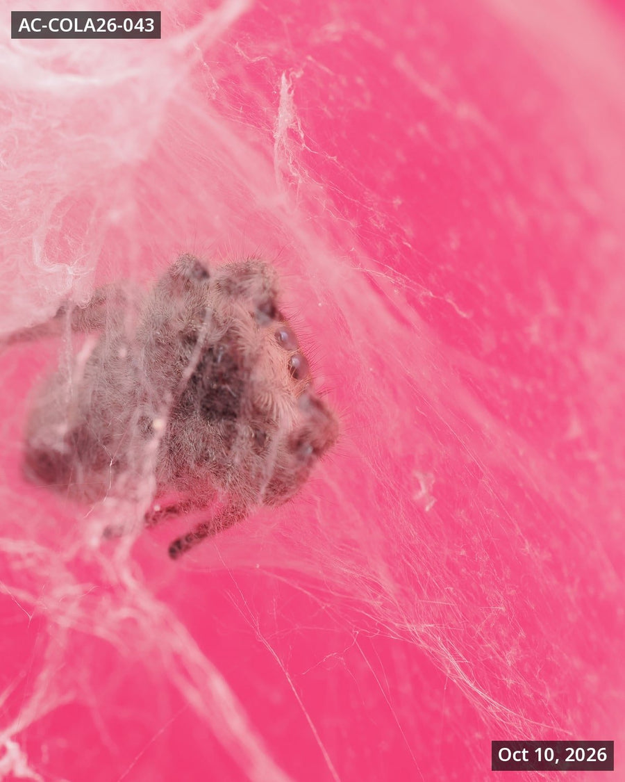 Royal (Phidippus regius) AC-COLA26-043 - Arthropods Canada