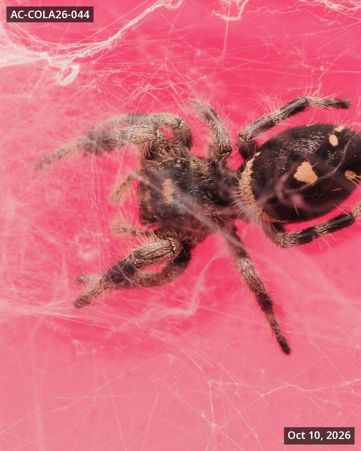 Royal (Phidippus regius) AC-COLA26-044 - Arthropods Canada