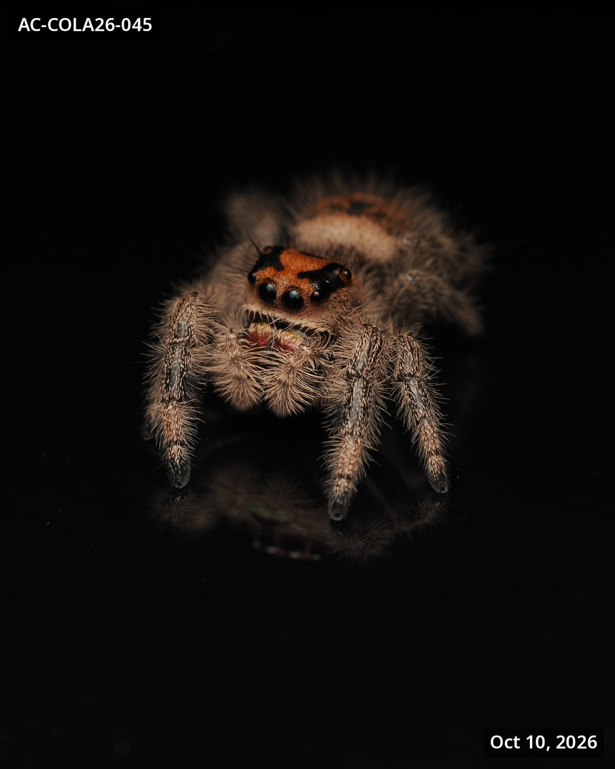 Royal (Phidippus regius) AC-COLA26-045 - Arthropods Canada