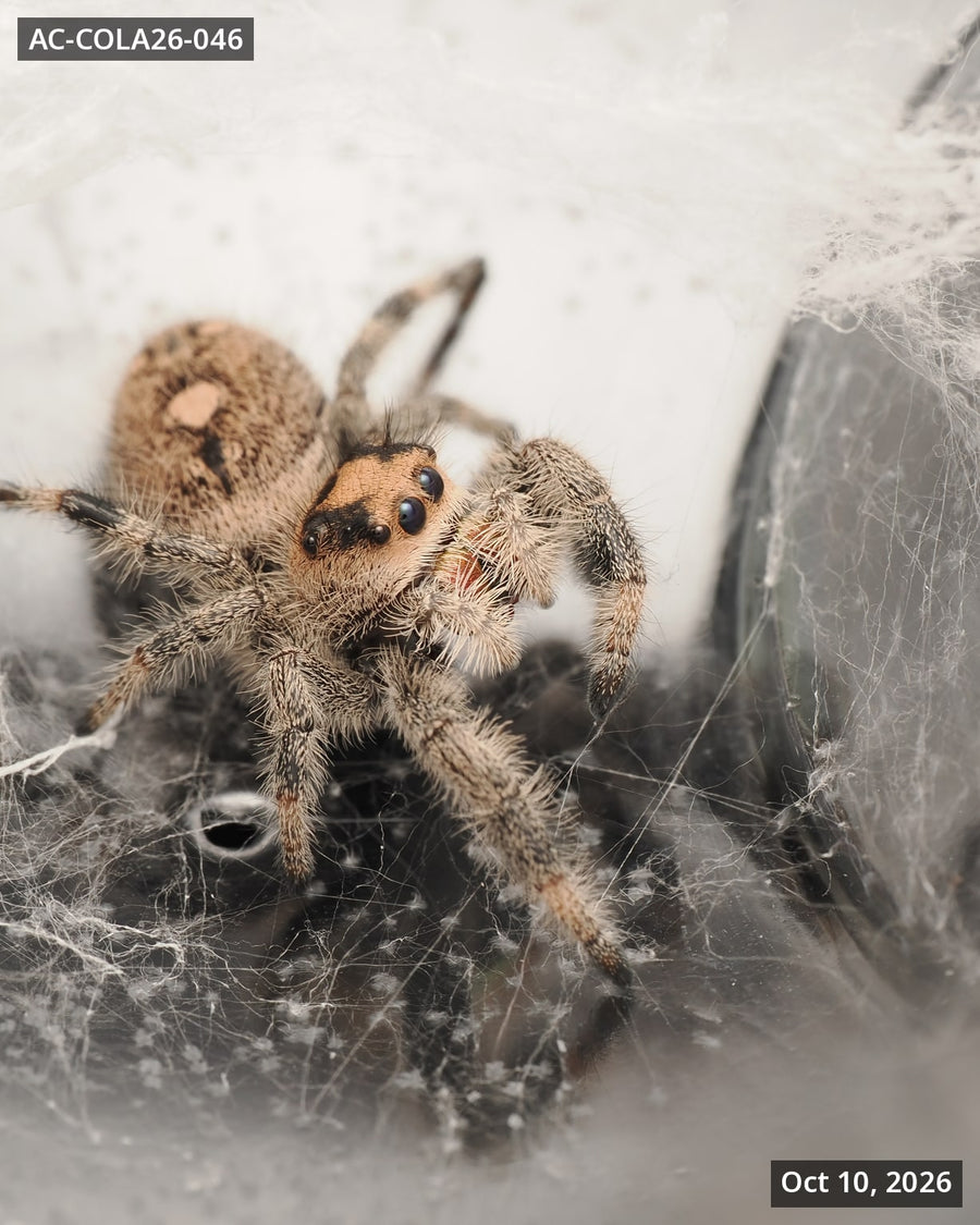 Royal (Phidippus regius) AC-COLA26-046 - Arthropods Canada