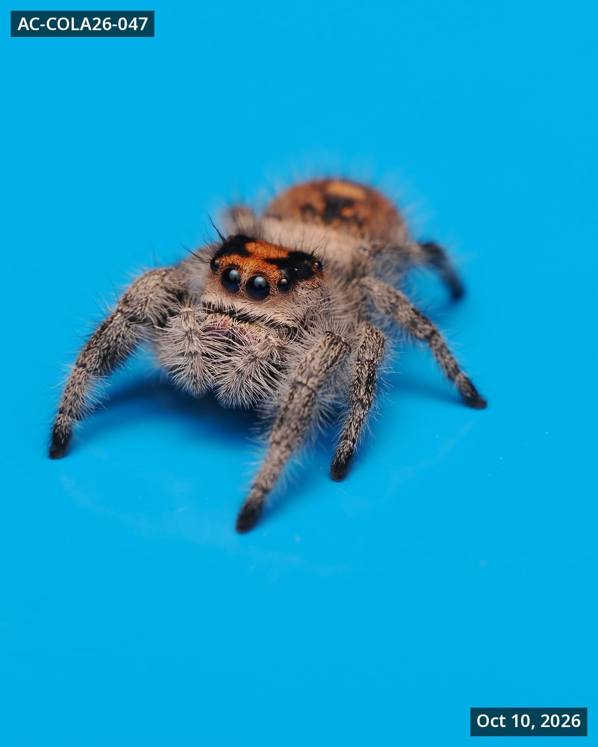 Royal (Phidippus regius) AC-COLA26-047 - Arthropods Canada
