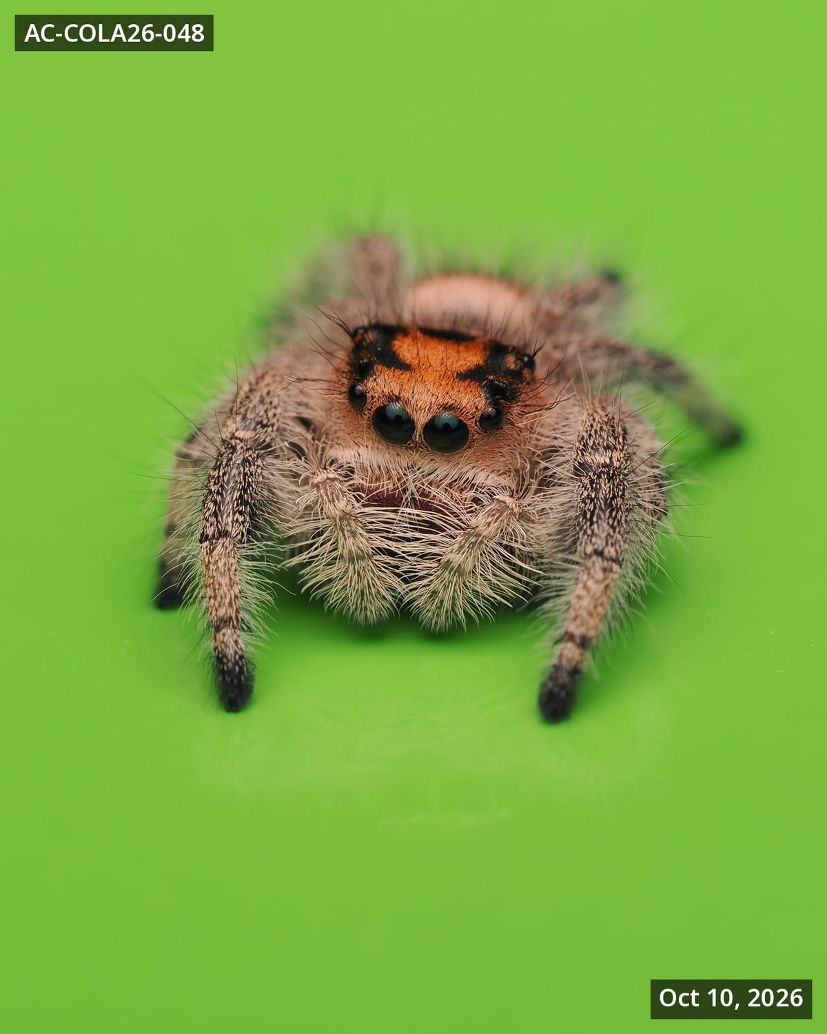 Royal (Phidippus regius) AC-COLA26-048 - Arthropods Canada