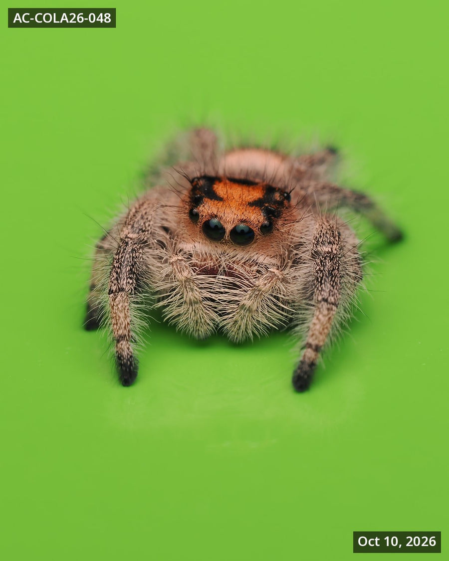 Royal (Phidippus regius) AC-COLA26-048 - Arthropods Canada