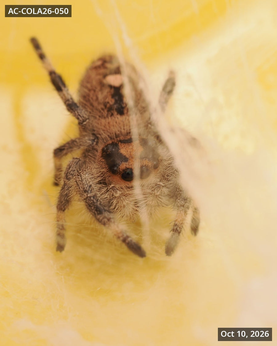 Royal (Phidippus regius) AC-COLA26-050 - Arthropods Canada