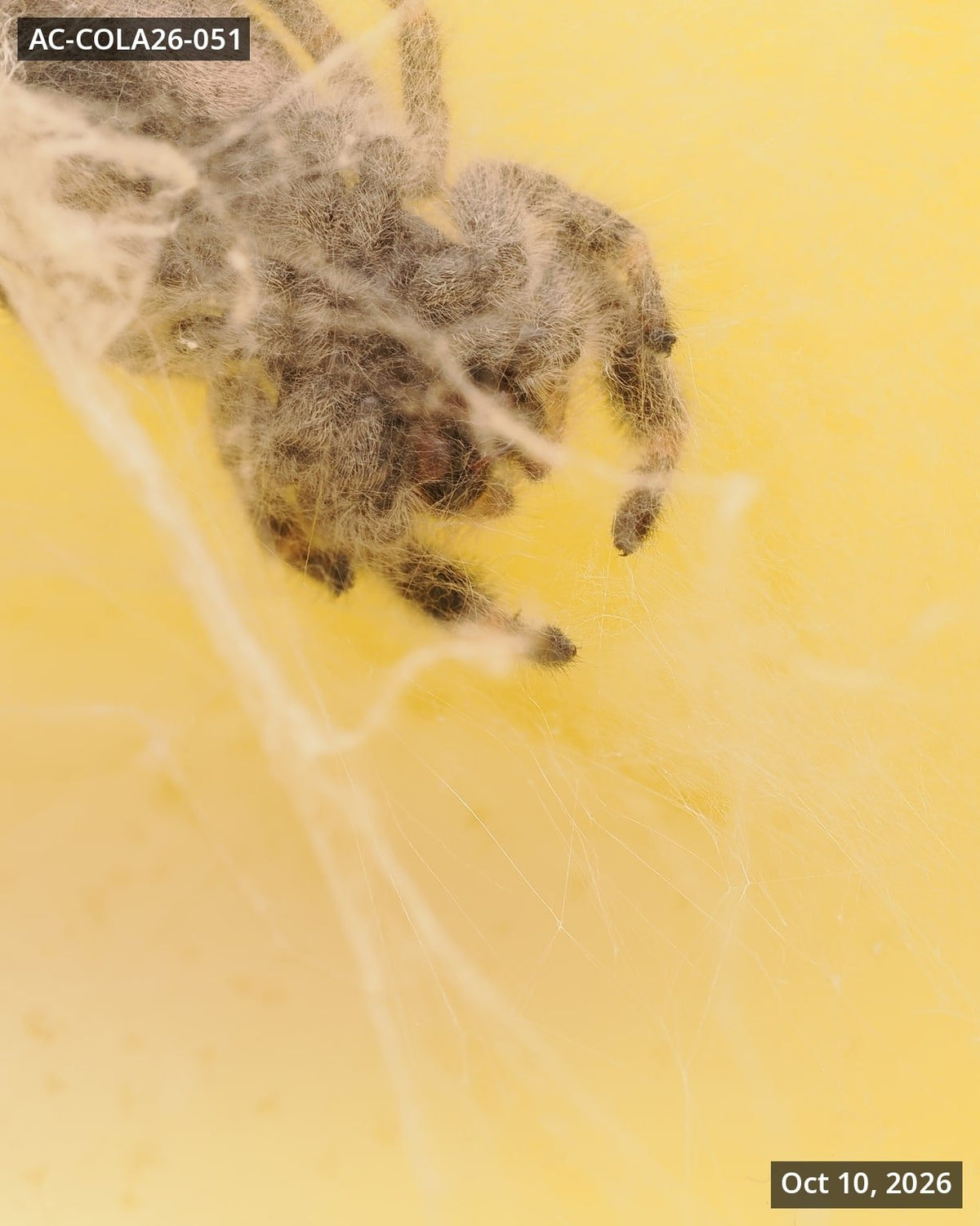 Royal (Phidippus regius) AC-COLA26-051 - Arthropods Canada