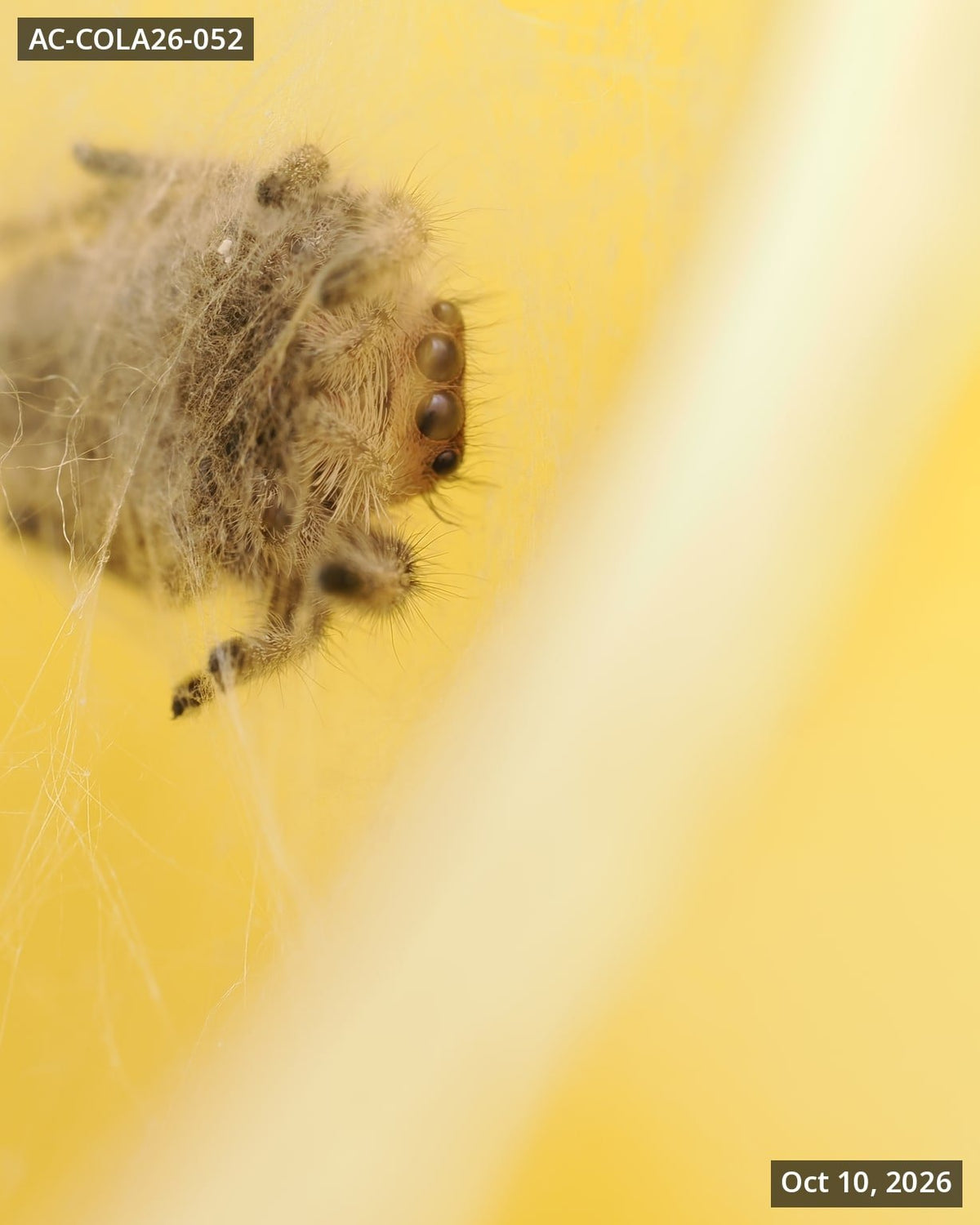 Royal (Phidippus regius) AC-COLA26-052 - Arthropods Canada