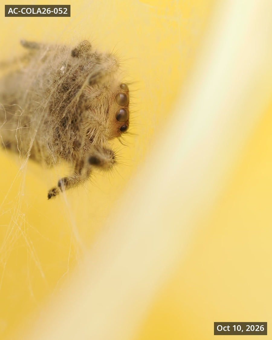 Royal (Phidippus regius) AC-COLA26-052 - Arthropods Canada