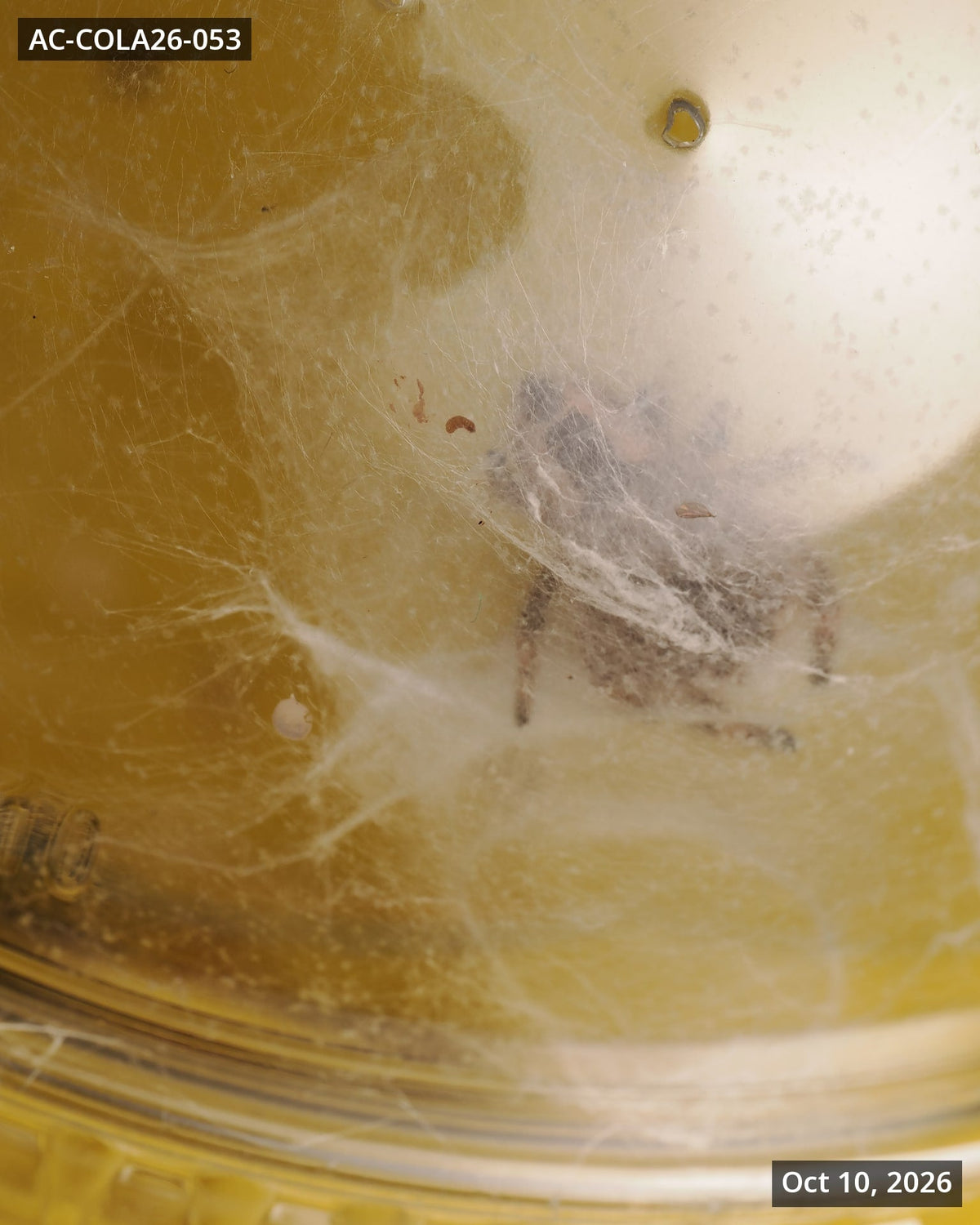Royal (Phidippus regius) AC-COLA26-053 - Arthropods Canada