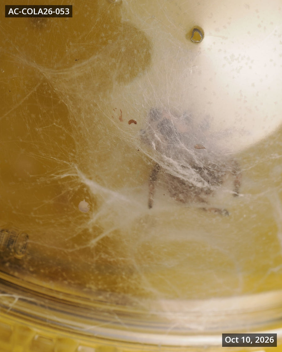 Royal (Phidippus regius) AC-COLA26-053 - Arthropods Canada