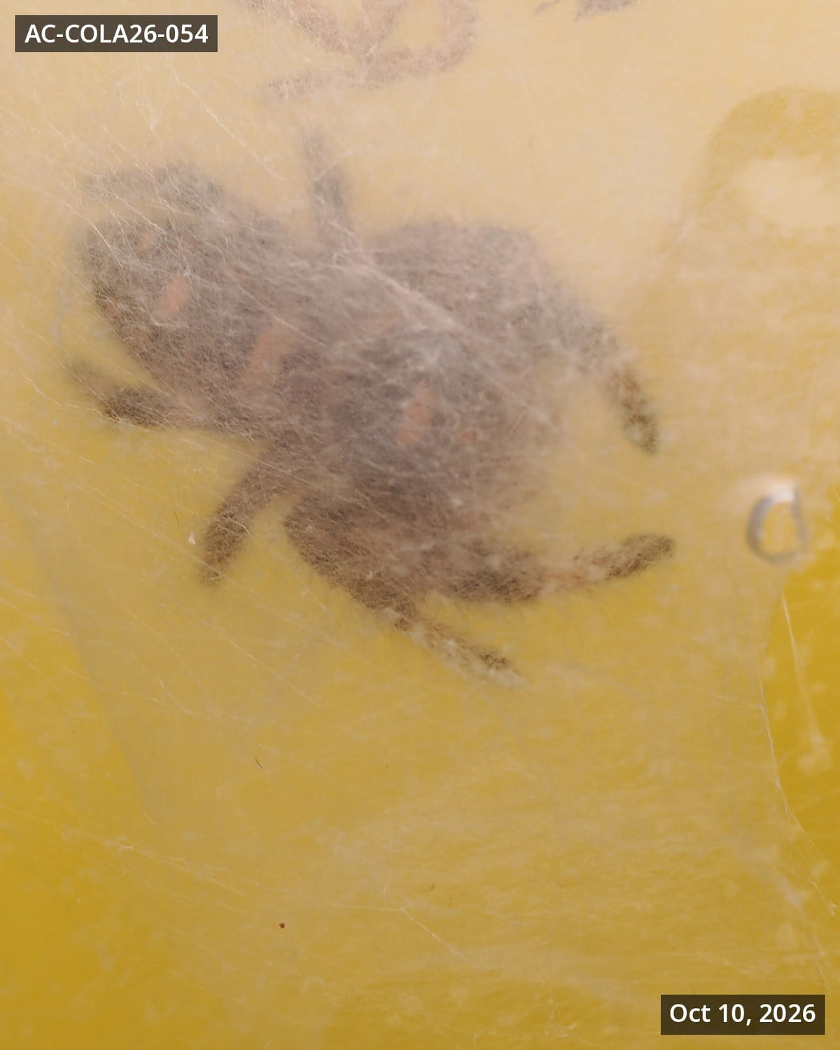 Royal (Phidippus regius) AC-COLA26-054 - Arthropods Canada