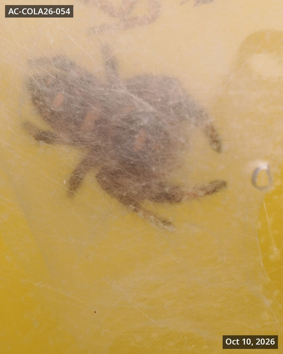 Royal (Phidippus regius) AC-COLA26-054 - Arthropods Canada