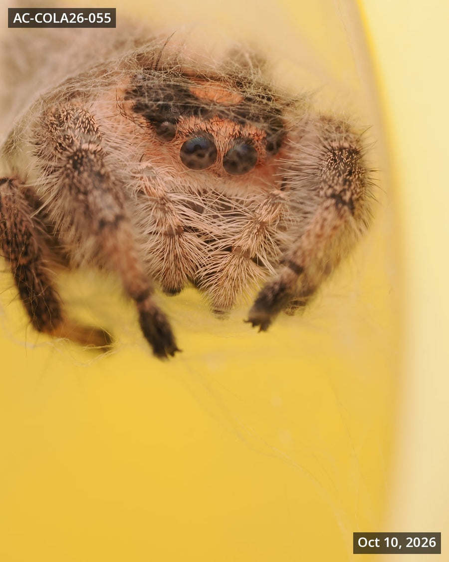 Royal (Phidippus regius) AC-COLA26-055 - Arthropods Canada
