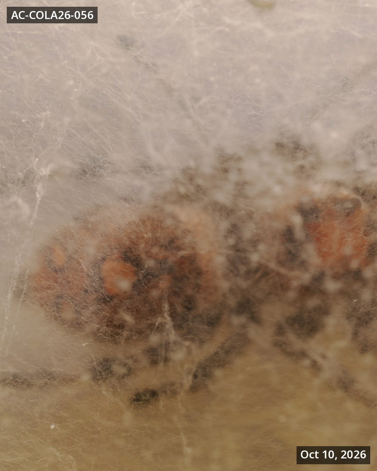 Royal (Phidippus regius) AC-COLA26-056 - Arthropods Canada