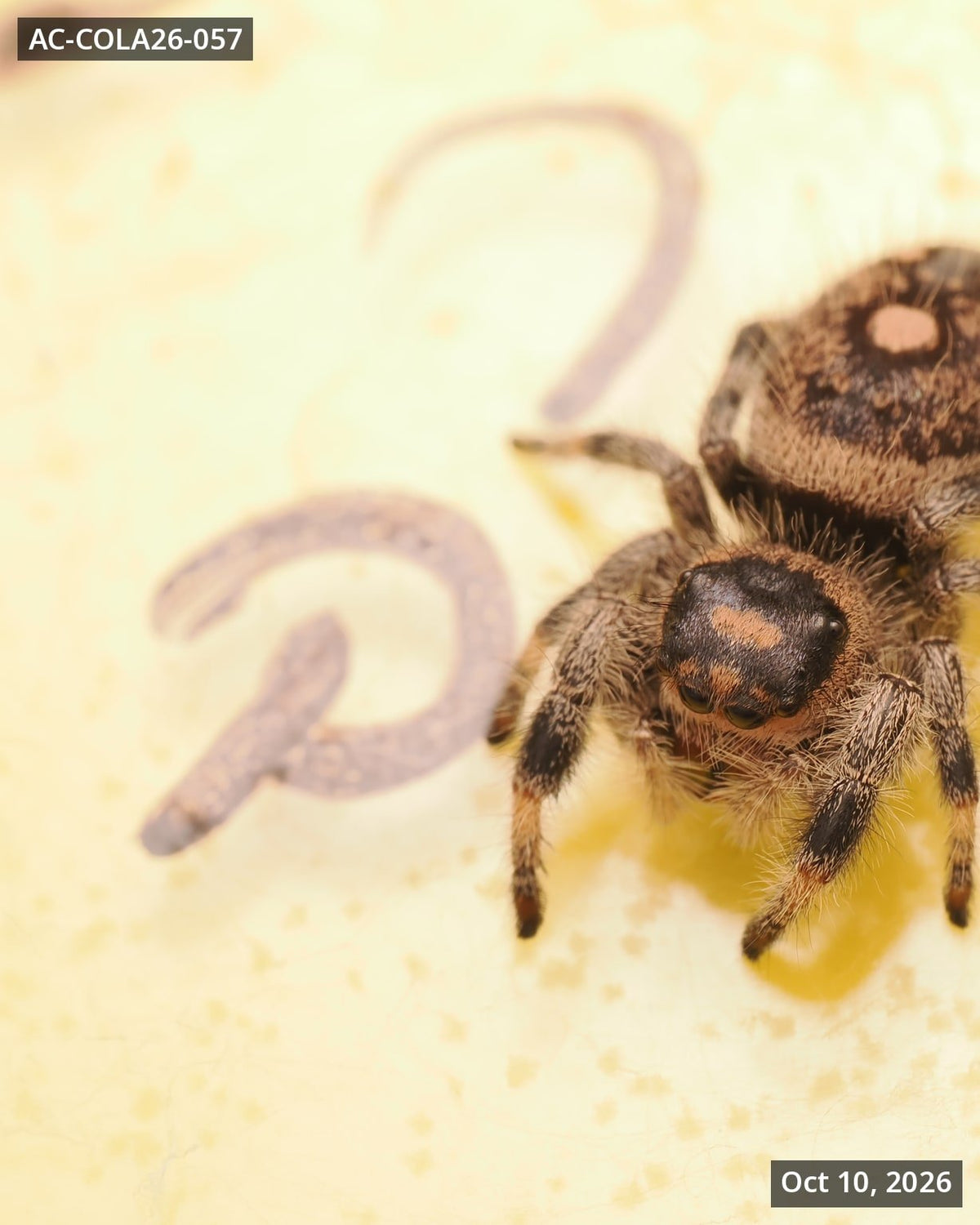 Royal (Phidippus regius) AC-COLA26-057 - Arthropods Canada