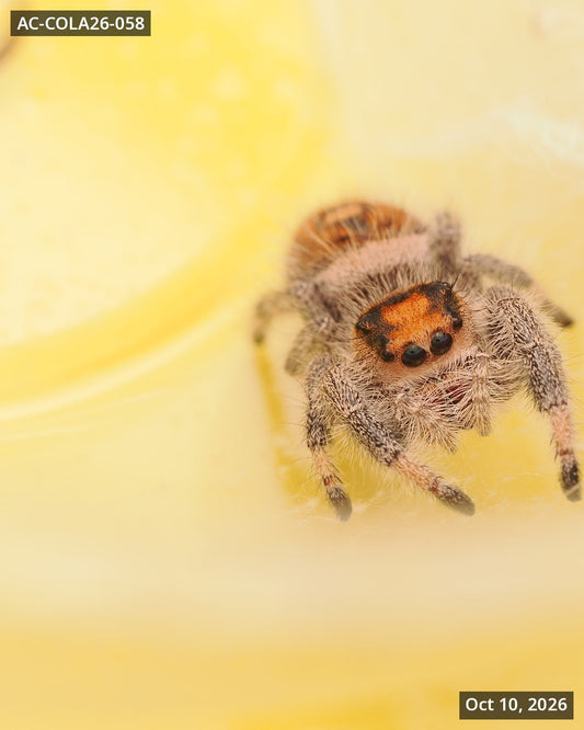 Royal (Phidippus regius) AC-COLA26-058 - Arthropods Canada