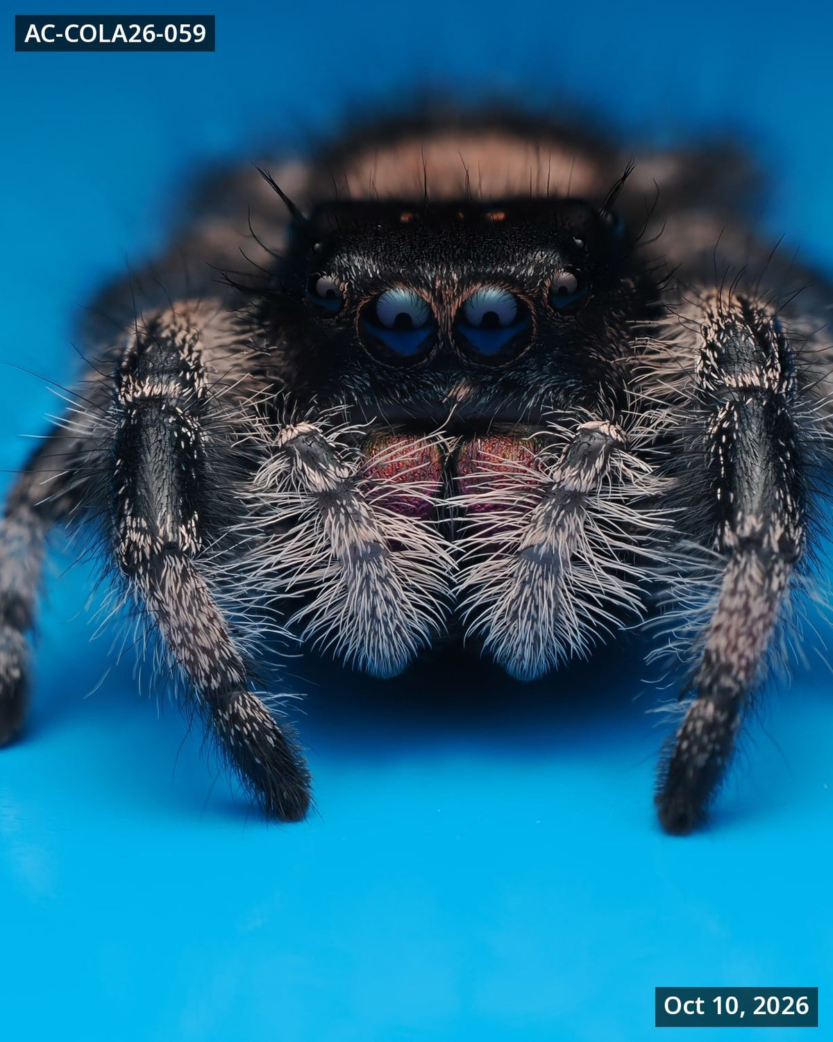 Royal (Phidippus regius) AC-COLA26-059 - Arthropods Canada