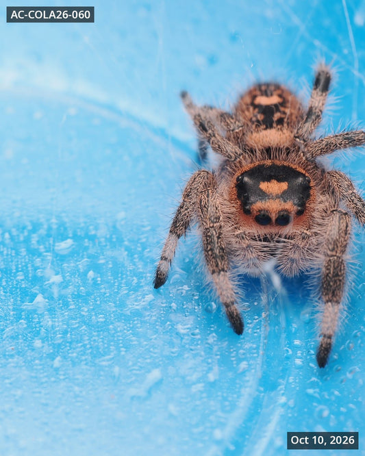 Royal (Phidippus regius) AC-COLA26-060 - Arthropods Canada