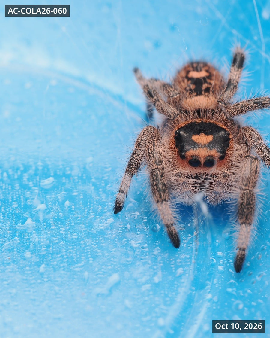 Royal (Phidippus regius) AC-COLA26-060 - Arthropods Canada