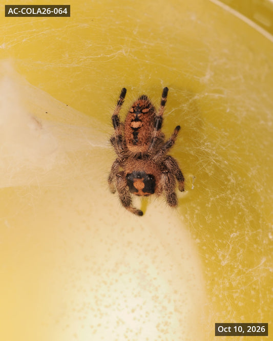 Royal (Phidippus regius) AC-COLA26-064 - Arthropods Canada