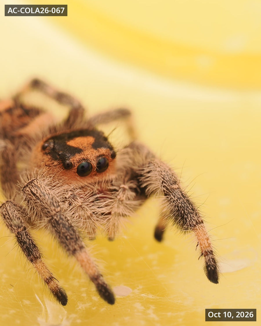 Royal (Phidippus regius) AC-COLA26-067 - Arthropods Canada