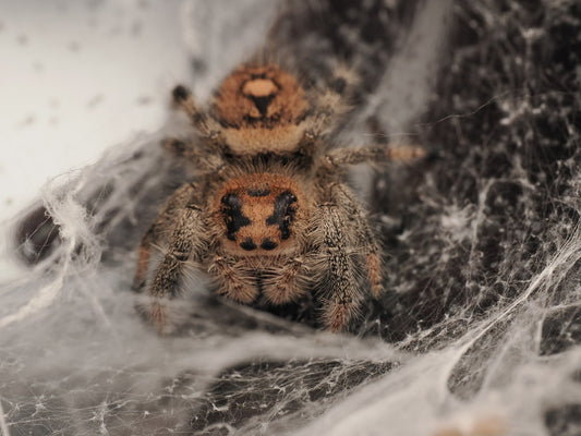 Royal (Phidippus regius) AC-G1-01000 - Arthropods Canada