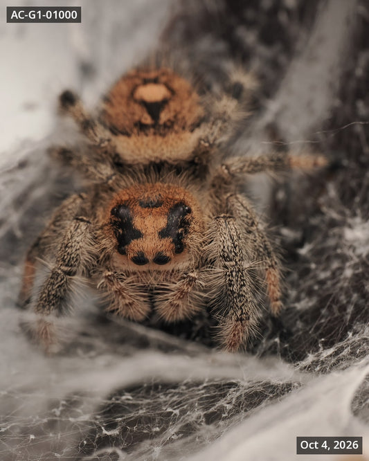 Royal (Phidippus regius) AC-G1-01000 - Arthropods Canada