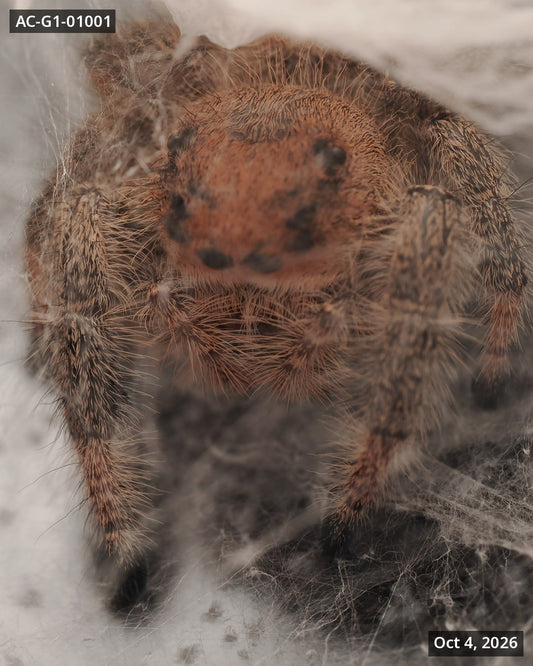 Royal (Phidippus regius) AC-G1-01001 - Arthropods Canada