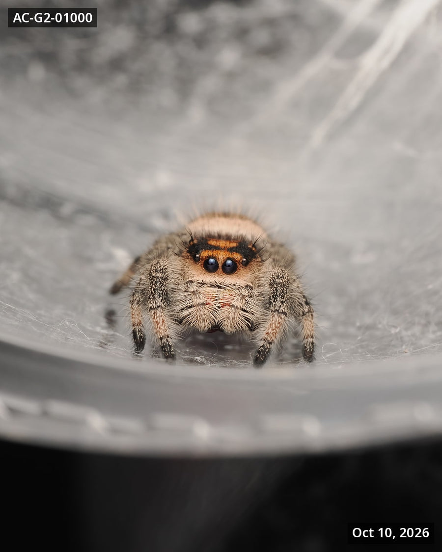 Royal (Phidippus regius) AC-G2-01000 - Arthropods Canada