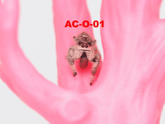 Royal (Phidippus regius) AC - O - 01 - Arthropods Canada