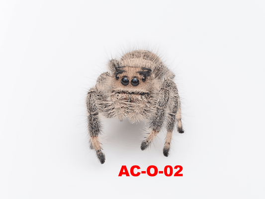 Royal (Phidippus regius) AC - O - 02 - Arthropods Canada